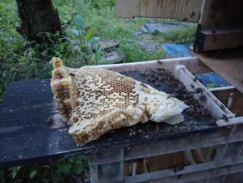 日本蜜蜂の養蜂  その３